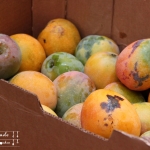 Mango Rhabarber  Marmelade oder Konfitüre