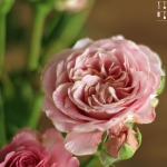Rosenblüten Sonnenblumenkern Pesto