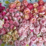 Rosenblüten Zitronenmelissen Mandel Pesto