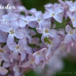 Flieder-Blüten Eiswürfel