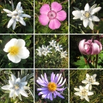 Die Blumen der Rax - Bergblumen - Alpen Flora