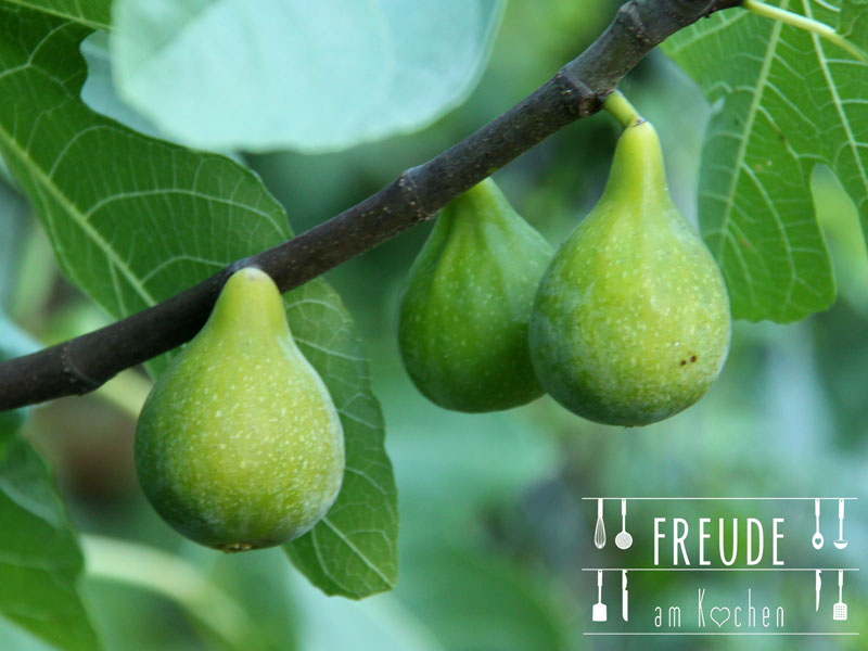 Pfirsich Feigen Konfitüre oder Marmelade - Freude am Kochen