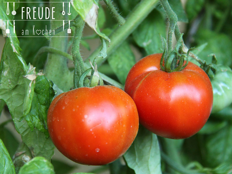 Tomaten-02