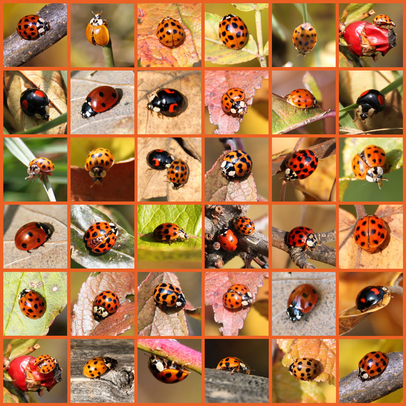 Marienkaefer_Collage_01