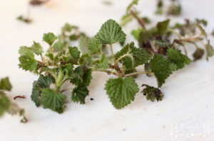 Kleine Wildkräuterkunde plus essbare Wildpflanzen - Brennessel - Freude am Kochen