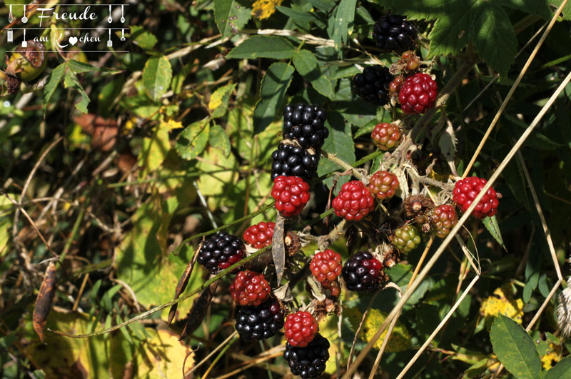 Brombeeren_07