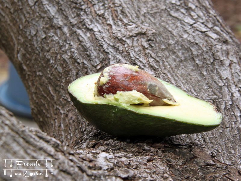 Der Avocadokern als Gesundheitsvorsorge - Freude am Kochen