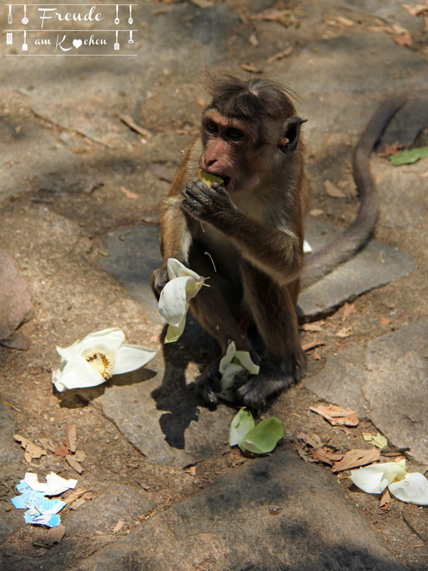 Affe Dambulla - Reisebericht Sri Lanka - Freude am Kochen