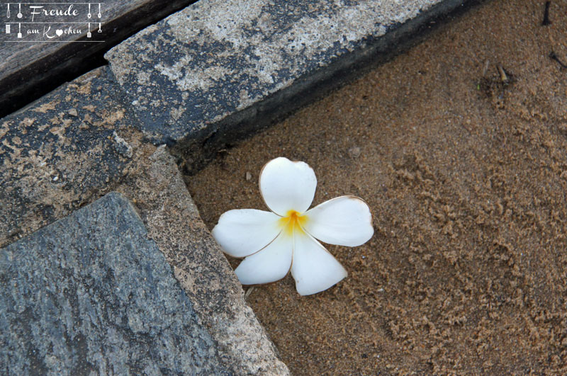 Reisebericht Sri Lanka - Negombo - Freude am Kochen - Frangipani