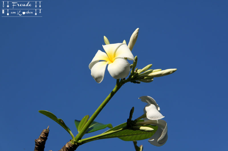 Reisebericht Sri Lanka - Negombo - Freude am Kochen - Frangipani