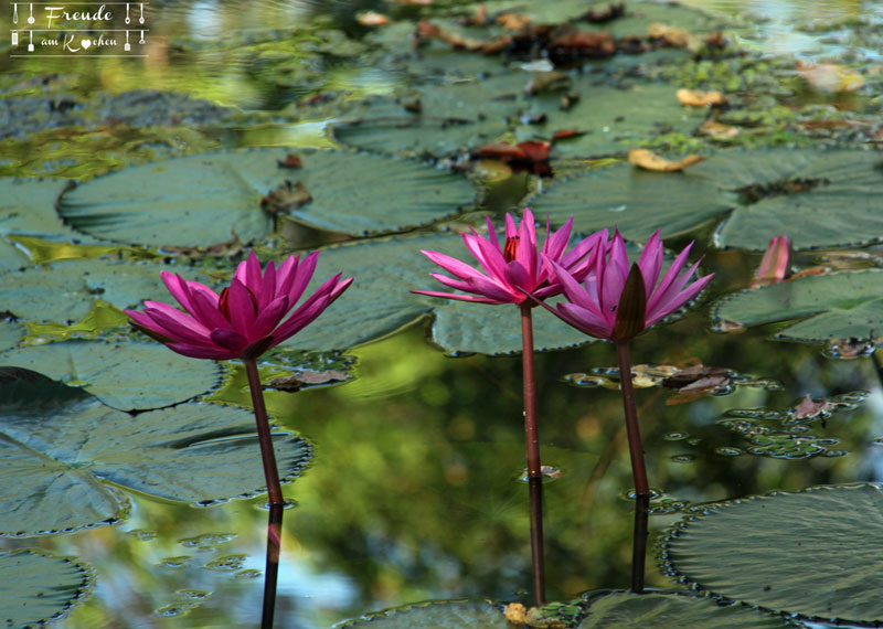 Lotosblüten - Blüten - Sri Lanka - Freude am Kochen