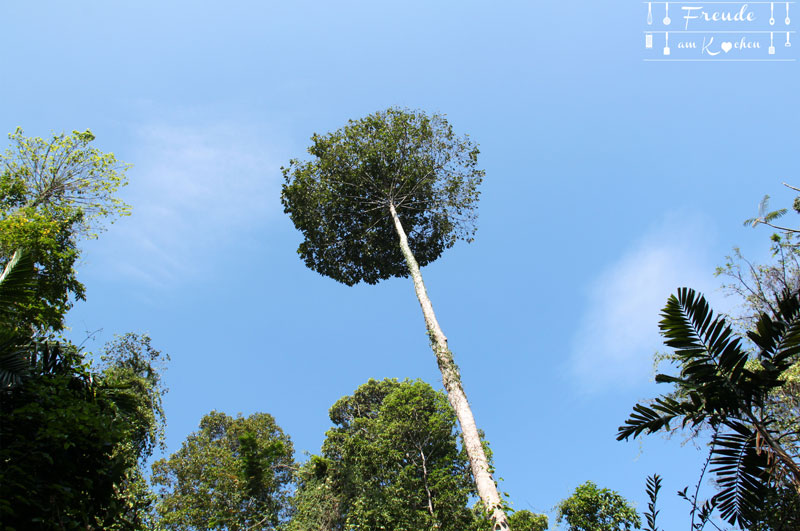 Botanischer Garten -- Kandy - Reisebericht Sri Lanka - Freude am Kochen