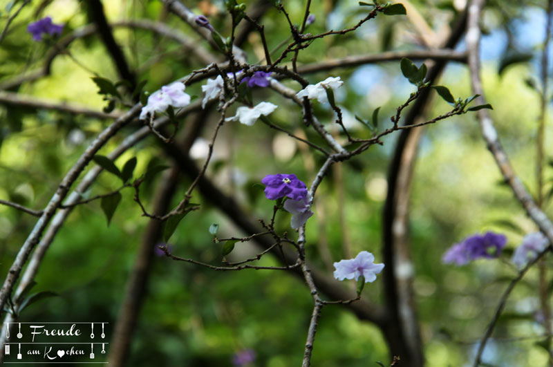 Botanischer Garten -- Kandy - Reisebericht Sri Lanka - Freude am Kochen