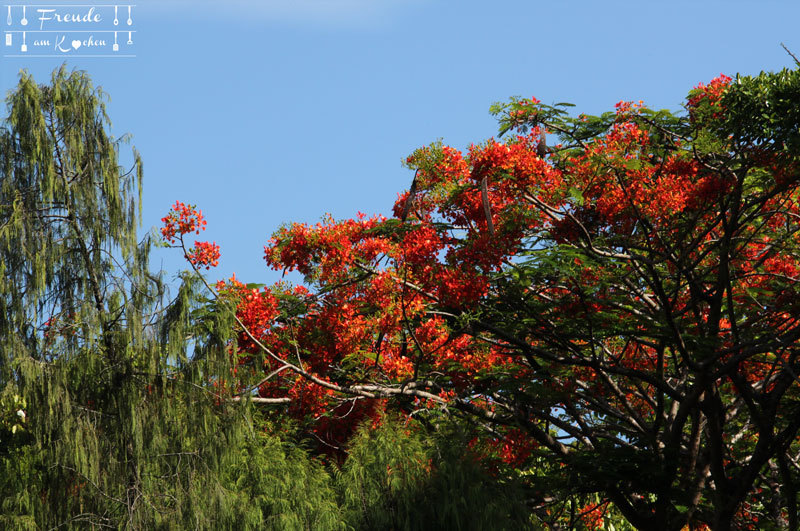 Botanischer Garten -- Kandy - Reisebericht Sri Lanka - Freude am Kochen