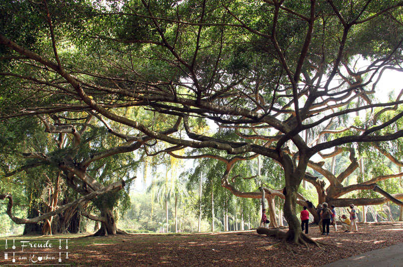 Botanischer Garten -- Kandy - Reisebericht Sri Lanka - Freude am Kochen