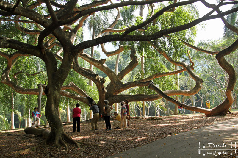 Botanischer Garten -- Kandy - Reisebericht Sri Lanka - Freude am Kochen