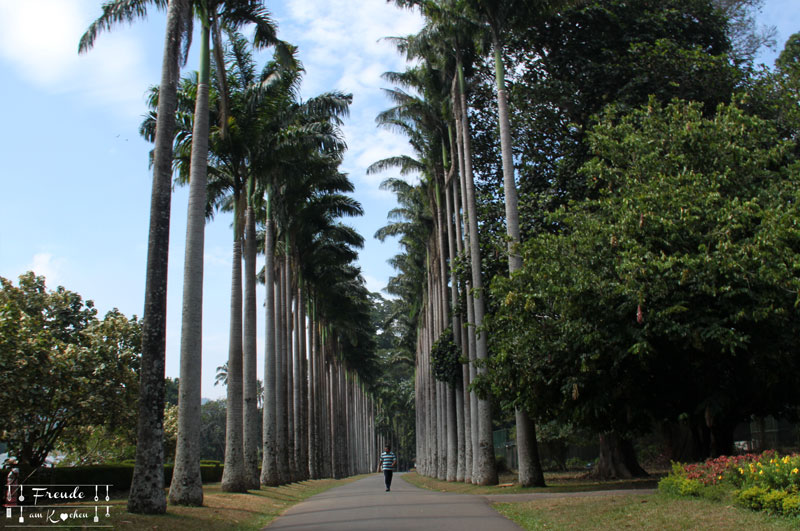 Botanischer Garten -- Kandy - Reisebericht Sri Lanka - Freude am Kochen