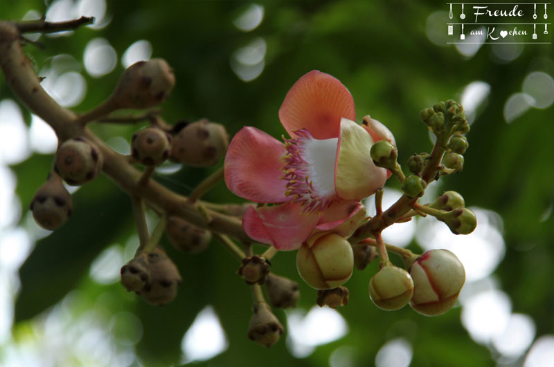 Botanischer Garten -- Kandy - Reisebericht Sri Lanka - Freude am Kochen