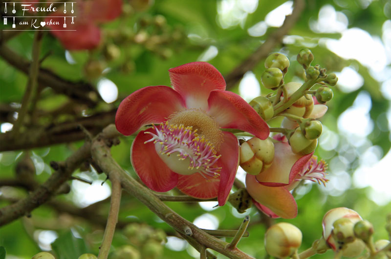 Botanischer Garten -- Kandy - Reisebericht Sri Lanka - Freude am Kochen