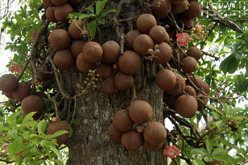 Botanischer Garten -- Kandy - Reisebericht Sri Lanka - Freude am Kochen