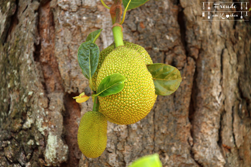 Jackfruit - Botanischer Garten -- Kandy - Reisebericht Sri Lanka - Freude am Kochen