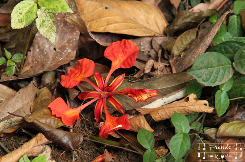 Botanischer Garten -- Kandy - Reisebericht Sri Lanka - Freude am Kochen