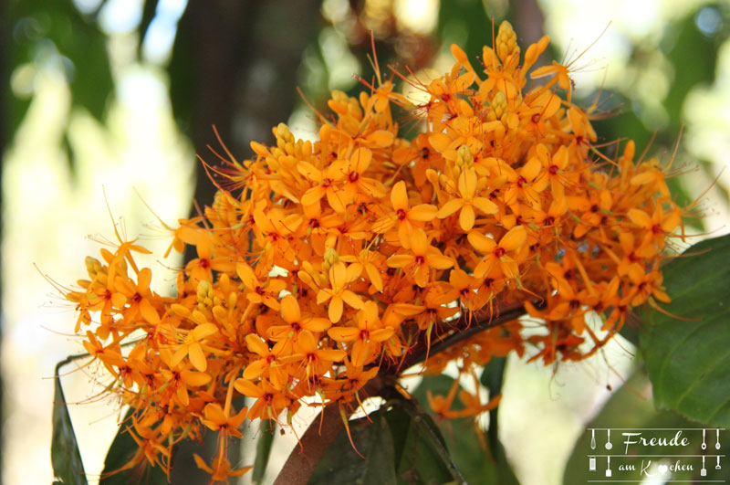 Botanischer Garten -- Kandy - Reisebericht Sri Lanka - Freude am Kochen