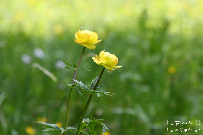 Dotterblume - Toplitzsee - Gössl - Ausseer Land - Freude am Kochen - Reisebericht