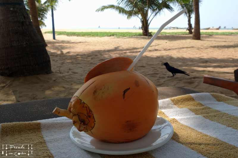 King Coconut - Sri Lanka - Freude am Kochen