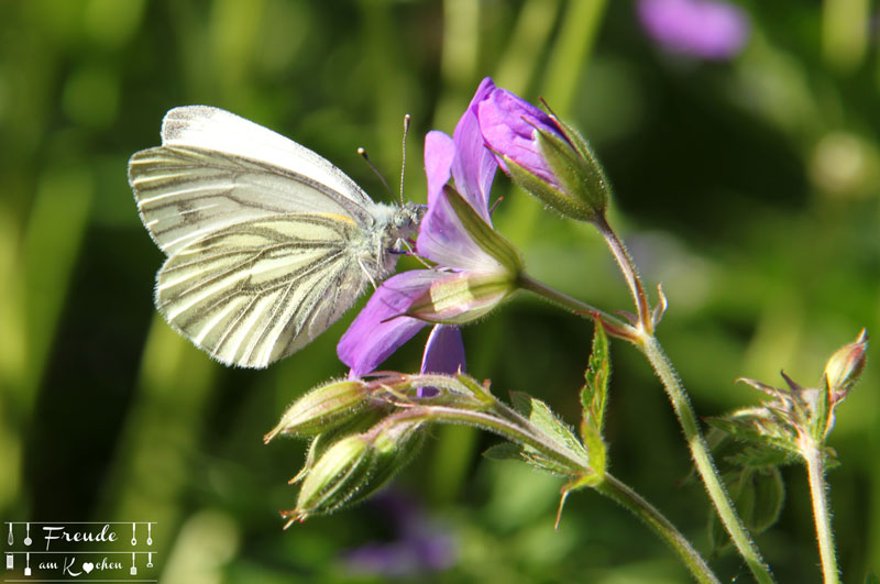 Schmetterlinge Storchenschnabel - Toplitzsee - Gössl - Ausseer Land - Freude am Kochen - Reisebericht