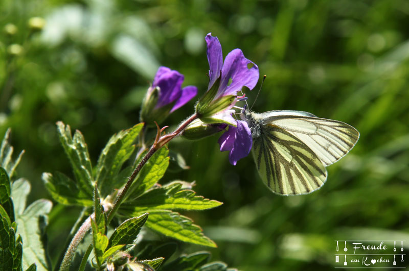 Schmetterlinge Storchenschnabel - Toplitzsee - Gössl - Ausseer Land - Freude am Kochen - Reisebericht