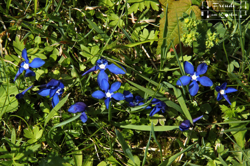 Blüten - Blaa Alm - Ausseer Land - Freude am Kochen - Reisebericht