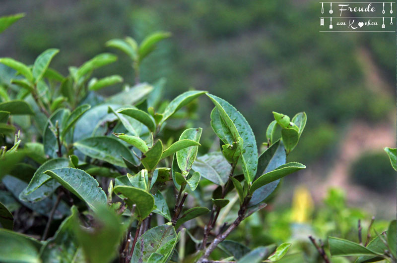 Teeplantage Glenloch - Reisebericht Sri Lanka - Freude am Kochen