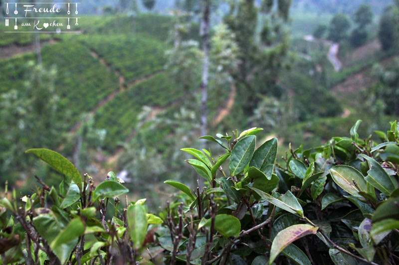 Teeplantage Glenloch - Reisebericht Sri Lanka - Freude am Kochen