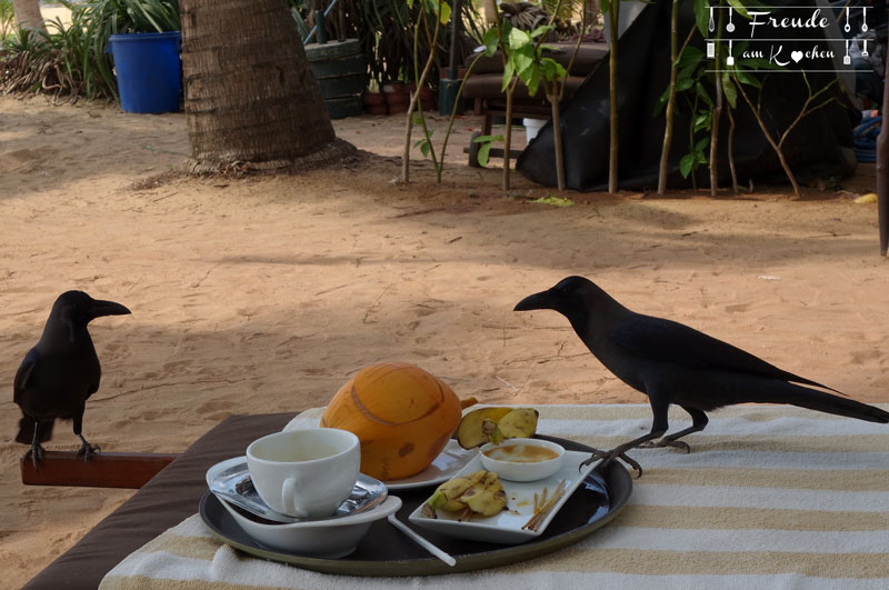 King Coconut - Sri Lanka - Freude am Kochen