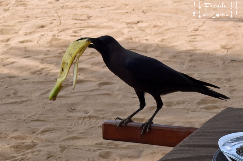 Jetwing Beach - Reisebericht Sri Lanka - Negombo - Freude am Kochen