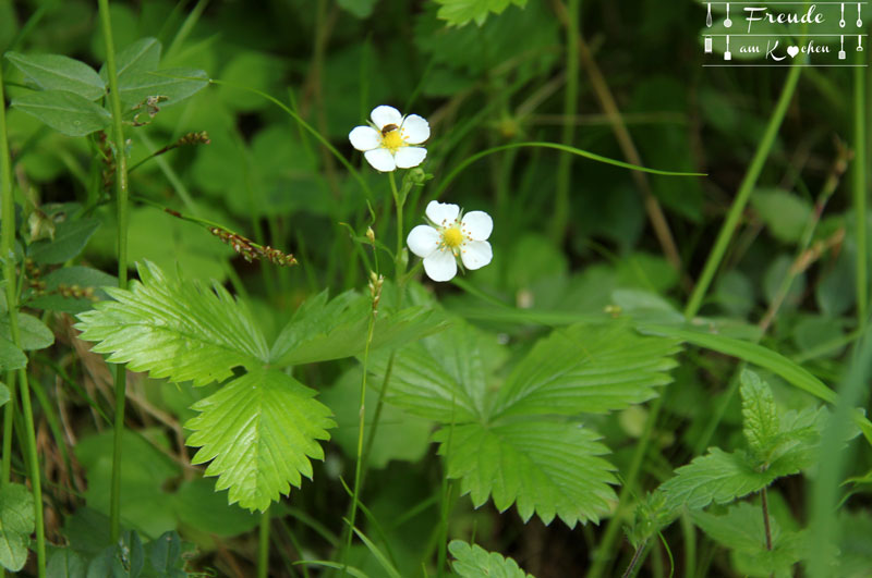 Walderdbeeren - Toplitzsee - Gössl - Ausseer Land - Freude am Kochen - Reisebericht