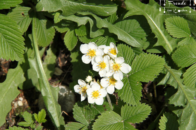 Walderdbeeren - Toplitzsee - Gössl - Ausseer Land - Freude am Kochen - Reisebericht