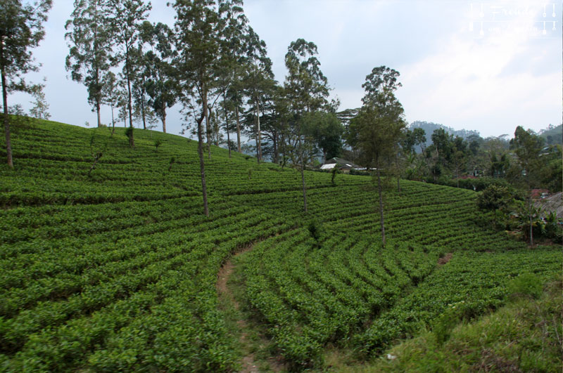 Zugfahrt Hochland - Reisebericht Sri Lanka - Freude am Kochen