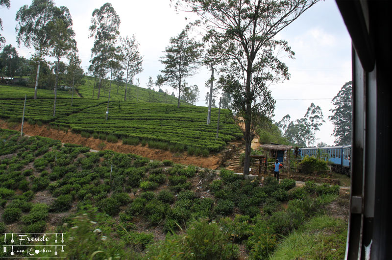 Zugfahrt Hochland - Reisebericht Sri Lanka - Freude am Kochen