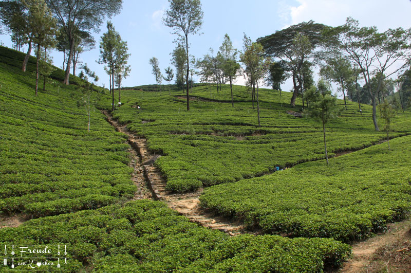 Zugfahrt Hochland - Reisebericht Sri Lanka - Freude am Kochen