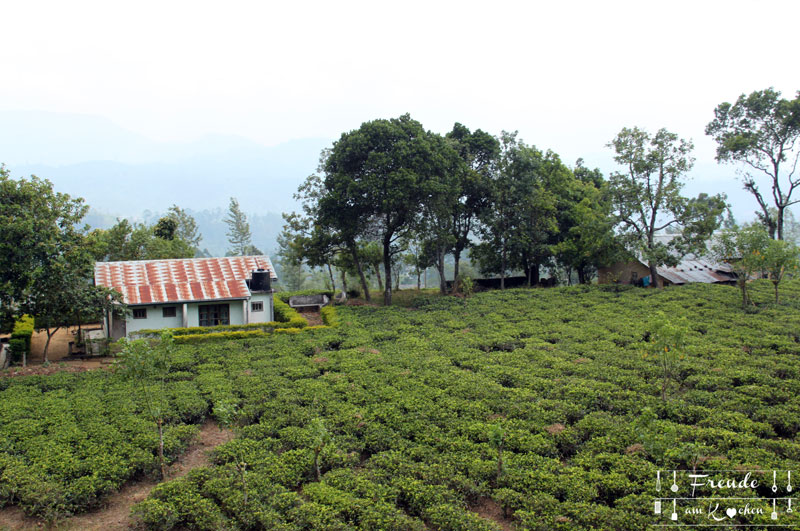 Zugfahrt Hochland - Reisebericht Sri Lanka - Freude am Kochen