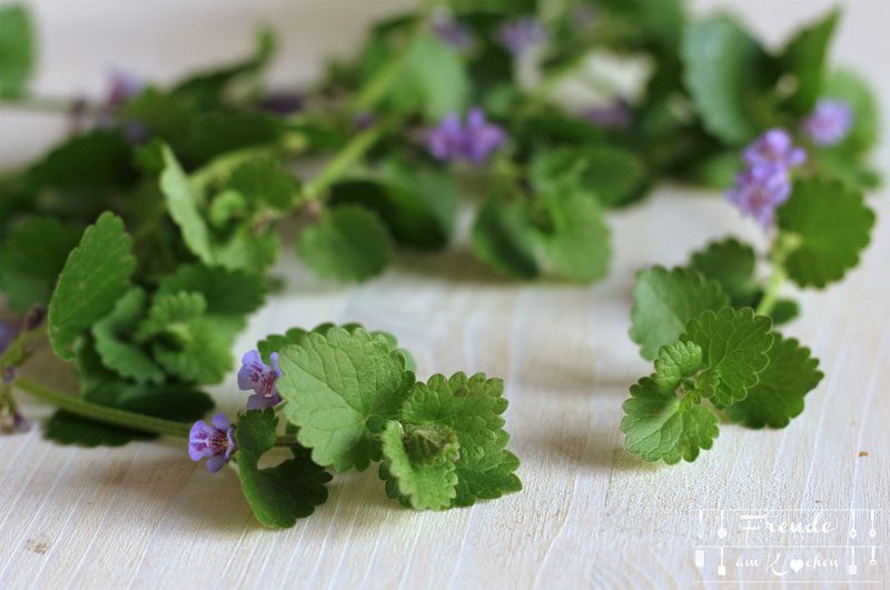 Gundermann - essbare Blüten - Wildkräuter - Freude am Kochen