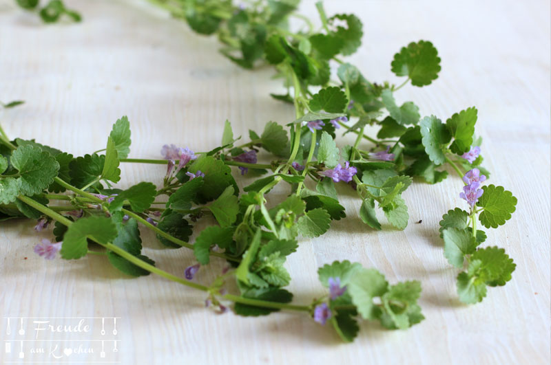 Gundermann - essbare Blüten - Wildkräuter - Freude am Kochen