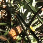 Ananassirup aus dem Dampfentsafter