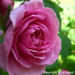 Rosenblüten-Sirup