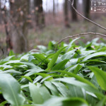 Bärlauch Spätzle mit Zucchini Roquefort Sauce – vegetarisch