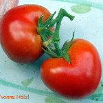 Verliebt in zwei Tomaten….