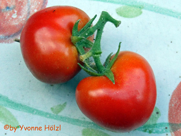Verliebt in zwei Tomaten.... - Freude am Kochen