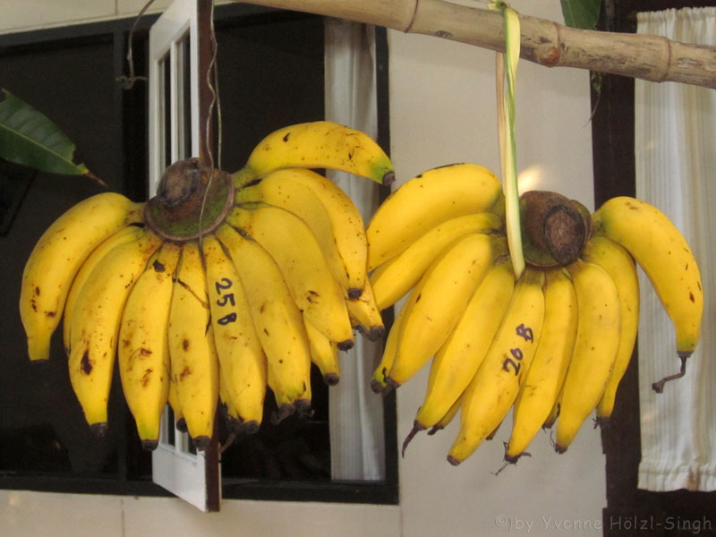 Nektarinen Bananen Lassi - Freude am Kochen